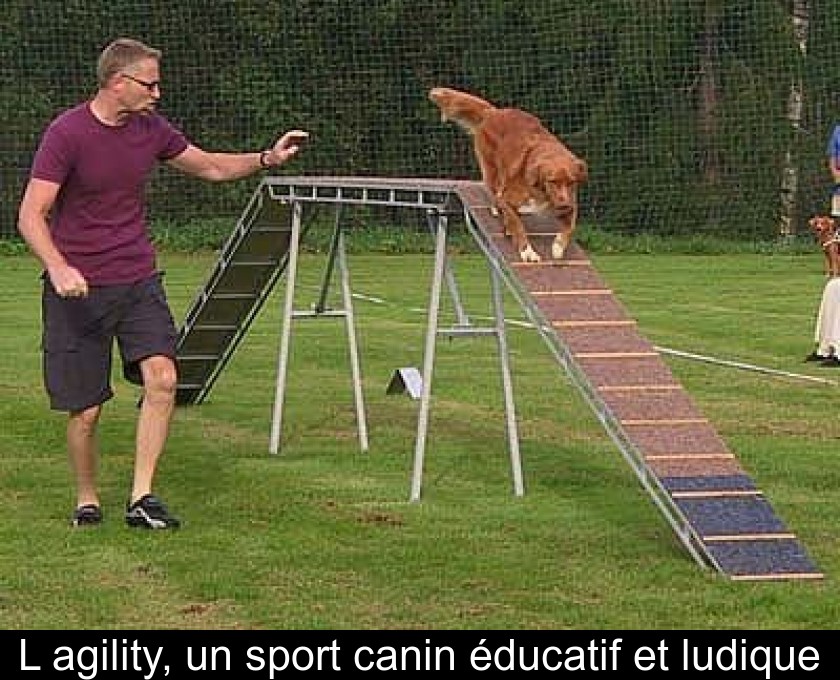 L'agility, un sport canin éducatif et ludique L'agility, un sport canin éducatif et ludique