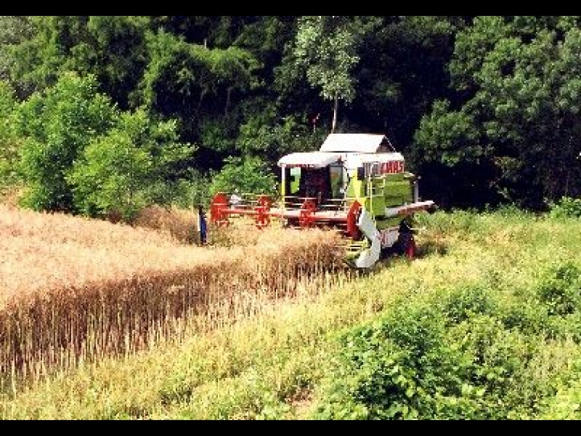 L'agroforesterie : un nouveau mode de culture L'agroforesterie : un nouveau mode de culture
