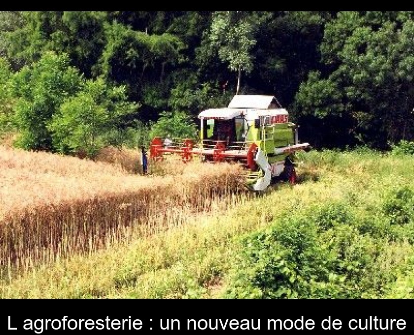 L'agroforesterie : un nouveau mode de culture L'agroforesterie : un nouveau mode de culture