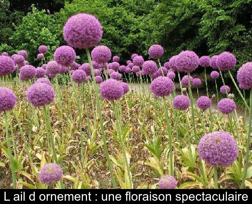 L'ail d'ornement : une floraison spectaculaire L'ail d'ornement : une floraison spectaculaire
