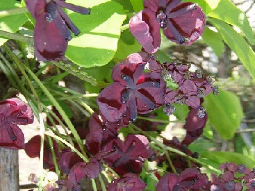 L'akébie ou akebia quinata : une plante décorative et odorante L'akébie ou akebia quinata : une plante décorative et odorante