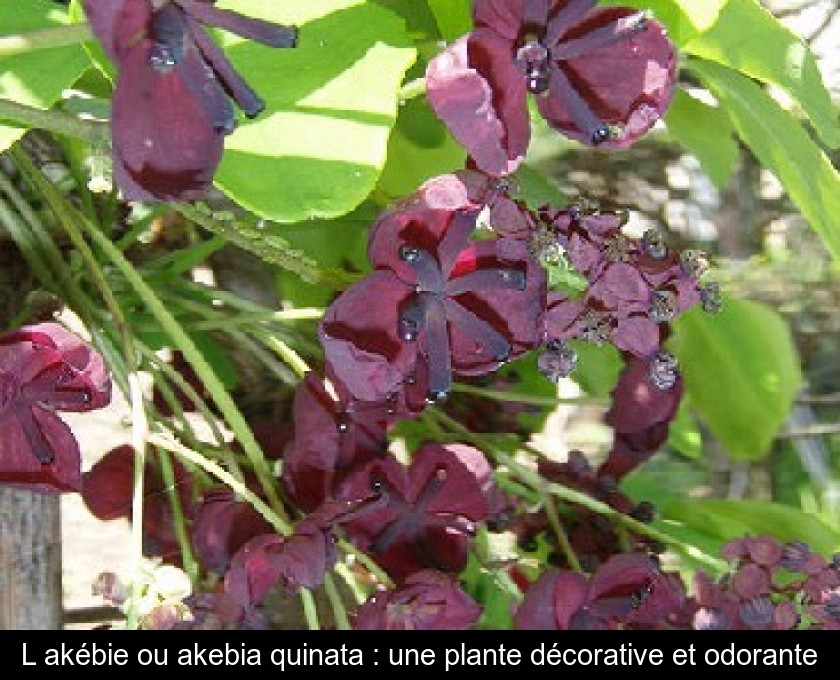 L'akébie ou akebia quinata : une plante décorative et odorante