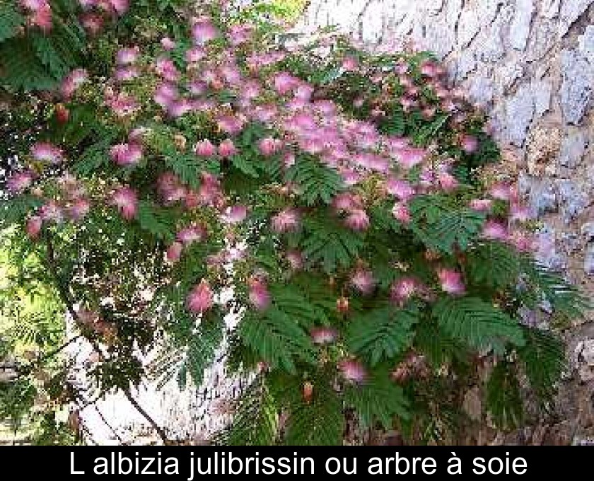 Lalbizia Julibrissin Ou Arbre à Soie