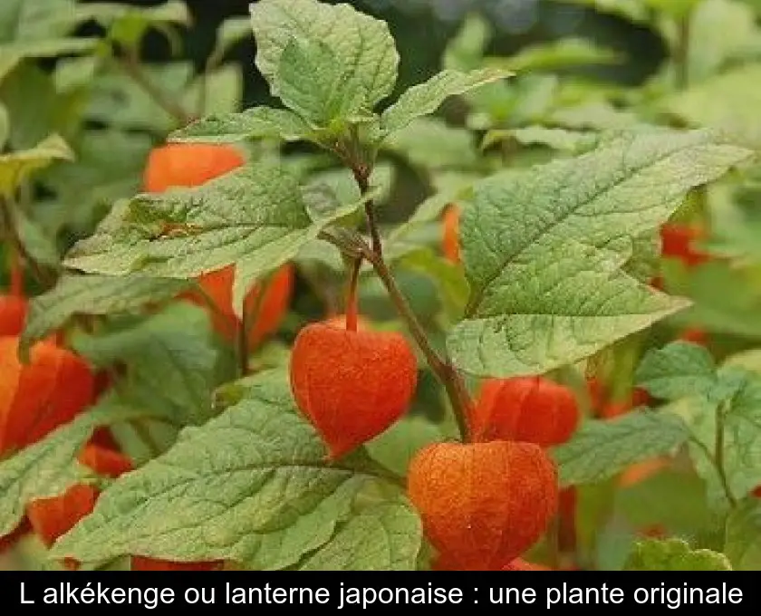 L'alkékenge ou lanterne japonaise : une plante originale