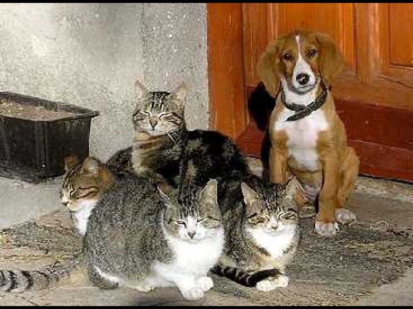 L'allergie aux animaux : quelles solutions ? L'allergie aux animaux : quelles solutions ?