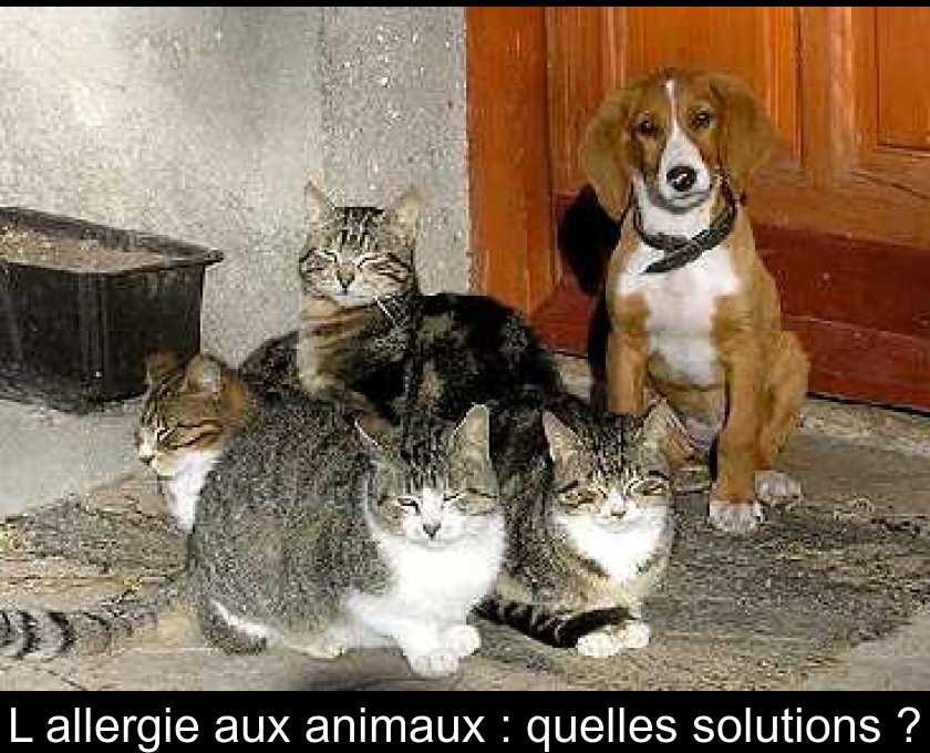 L'allergie aux animaux : quelles solutions ?