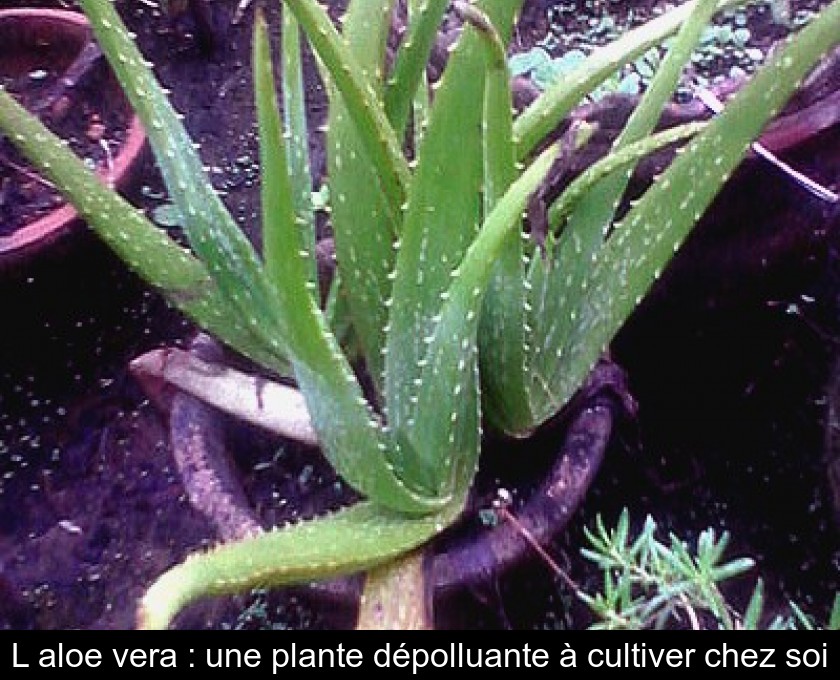 L'aloe vera : une plante dépolluante à cultiver chez soi