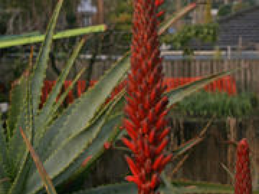 L'aloe vera, une plante aux multiples bienfaits L'aloe vera, une plante aux multiples bienfaits