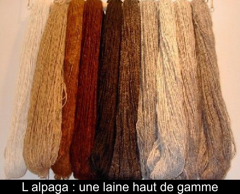 L'alpaga : une laine haut de gamme L'alpaga : une laine haut de gamme