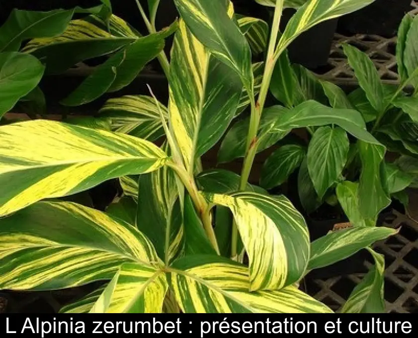 L'Alpinia zerumbet : présentation et culture