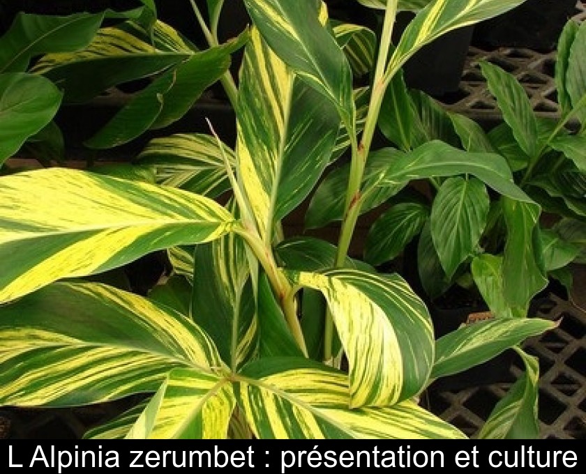 L'Alpinia zerumbet : présentation et culture L'Alpinia zerumbet : présentation et culture