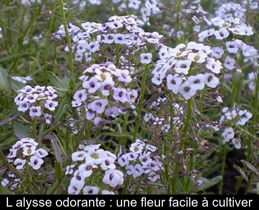 L'alysse odorante : une fleur facile à cultiver