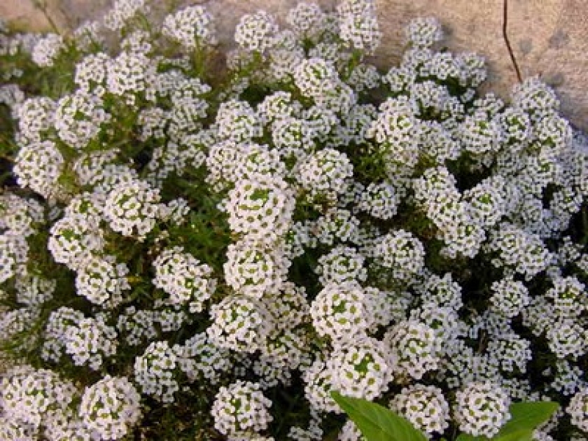 L'alysson maritime : une jolie plante de rocaille L'alysson maritime : une jolie plante de rocaille