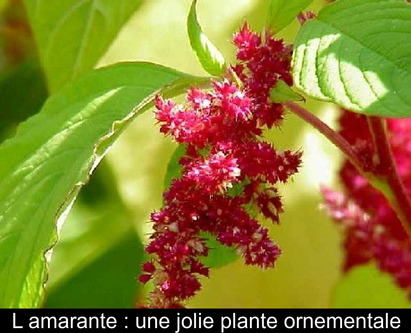 L'amarante : une jolie plante ornementale L'amarante : une jolie plante ornementale
