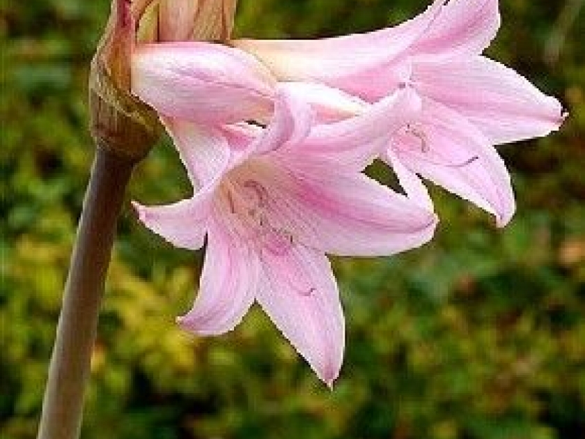 L'amaryllis belladone : présentation et conseils de culture L'amaryllis belladone : présentation et conseils de culture