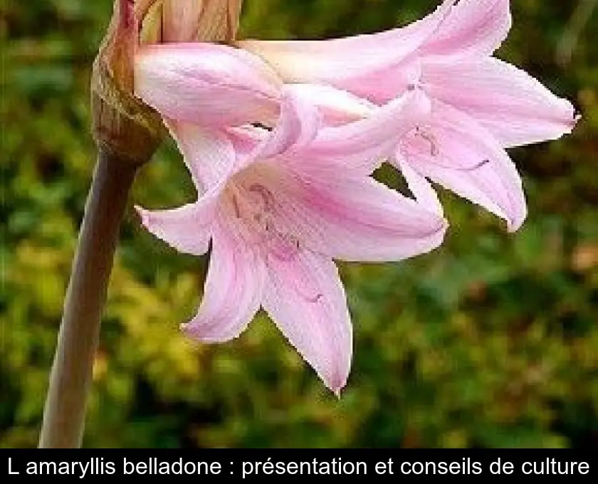 L'amaryllis belladone : présentation et conseils de culture