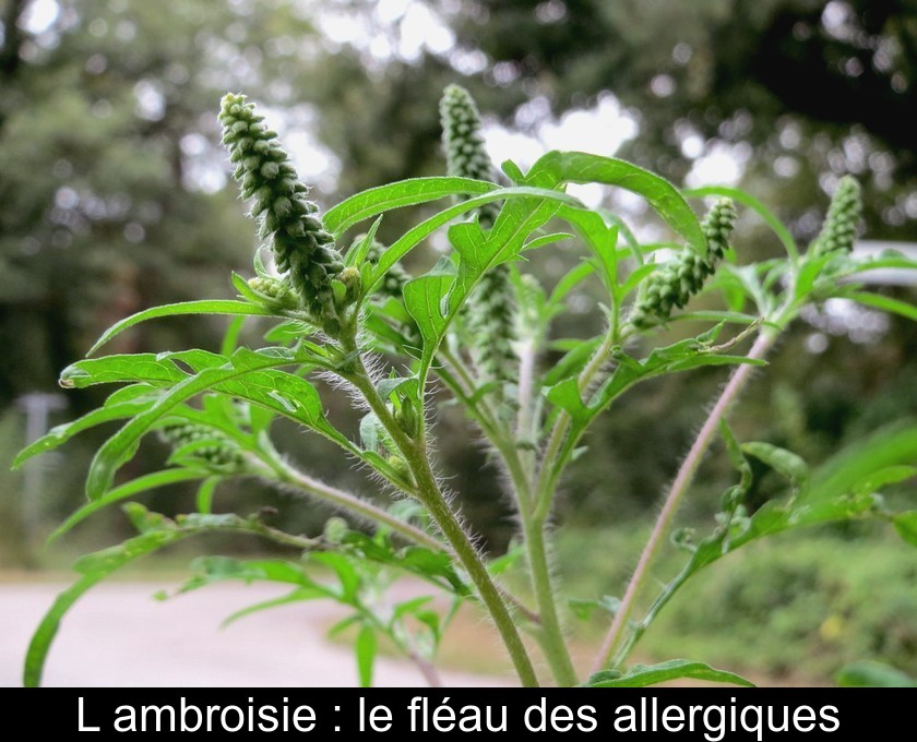L'ambroisie : le fléau des allergiques L'ambroisie : le fléau des allergiques