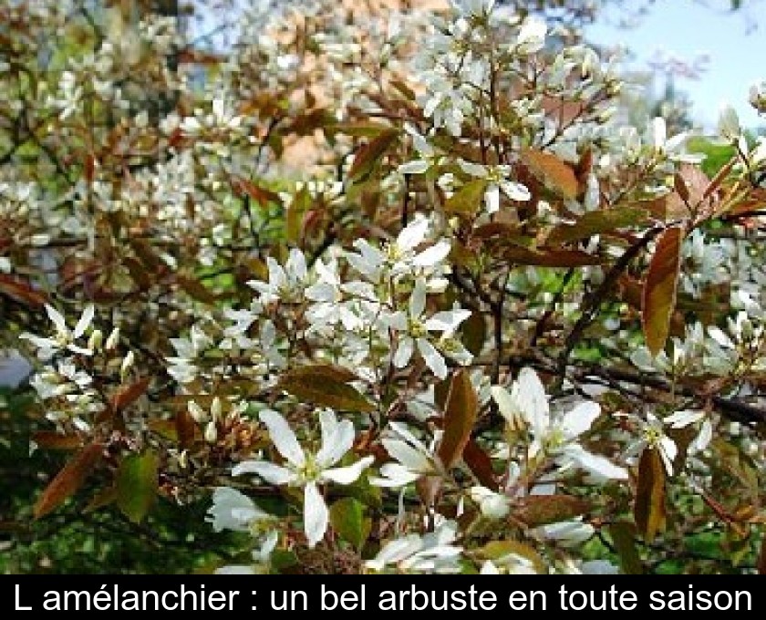 L'amélanchier : un bel arbuste en toute saison L'amélanchier : un bel arbuste en toute saison