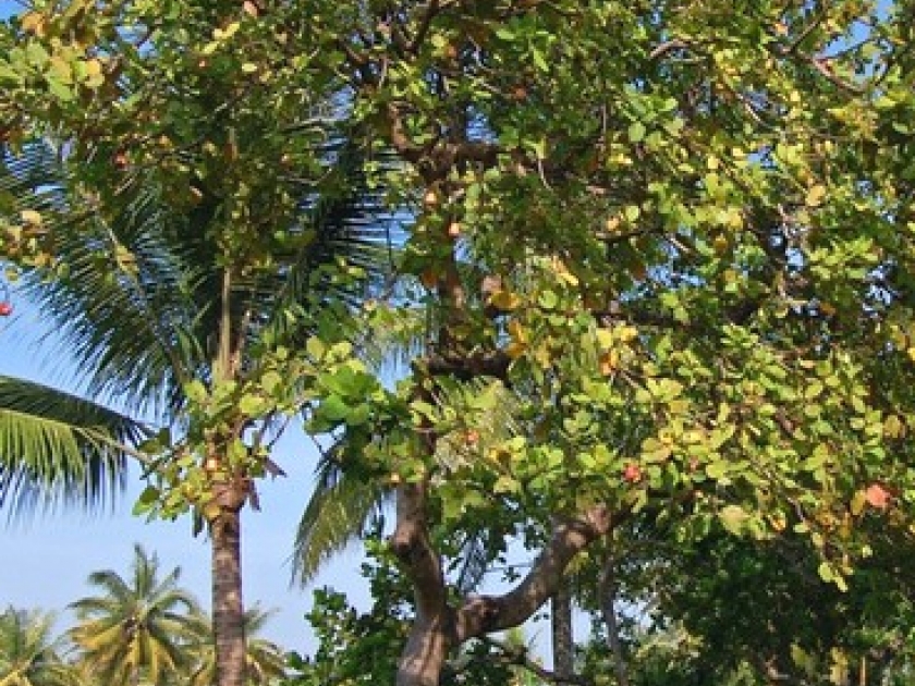 L'anacardier : l'arbre aux noix de cajou L'anacardier : l'arbre aux noix de cajou