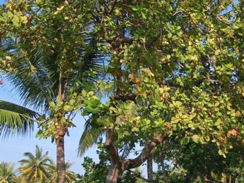 quel arbre la noix de cajou