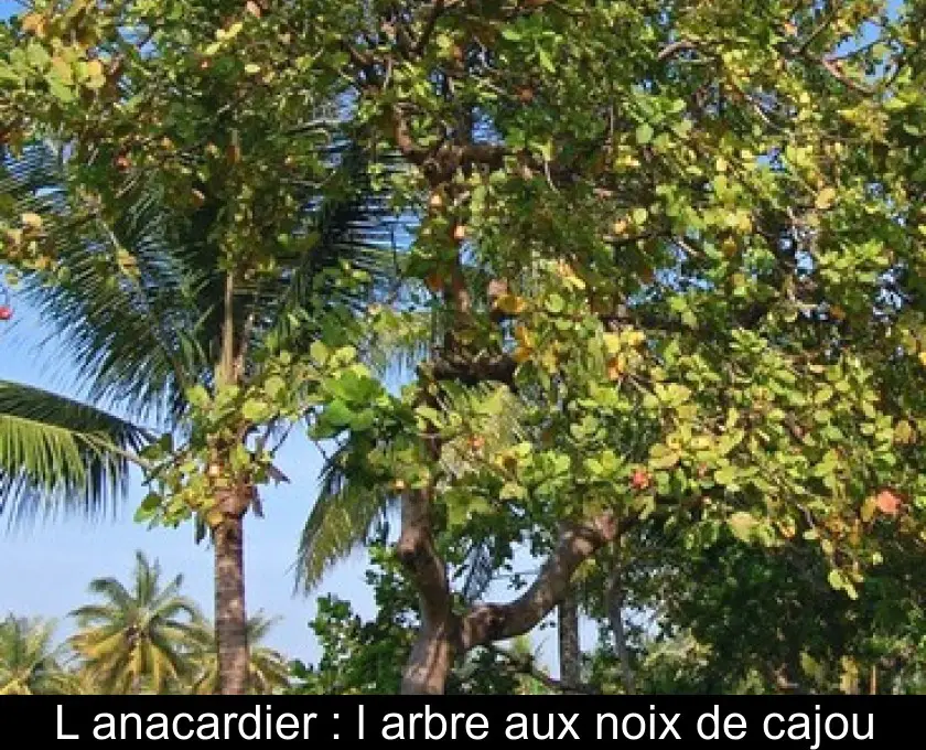 L'anacardier : l'arbre aux noix de cajou