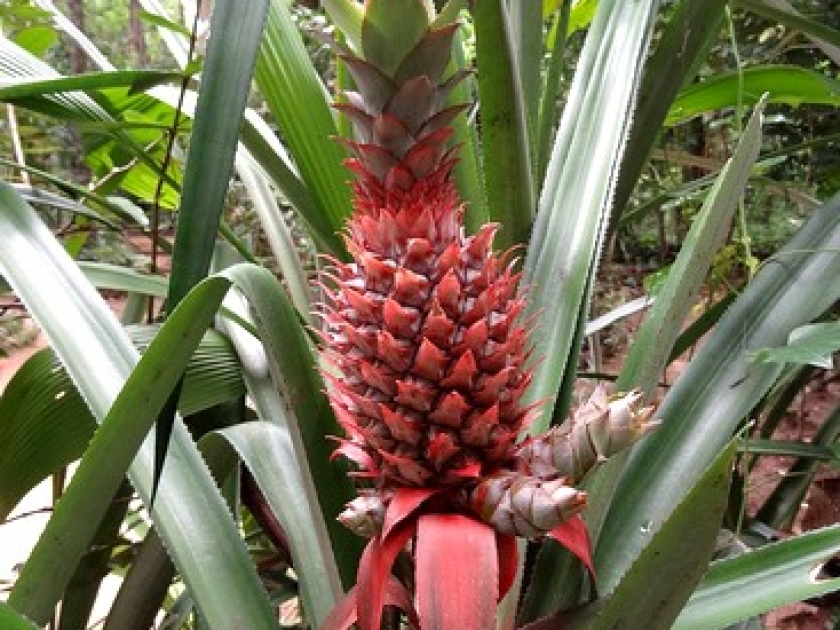 L'ananas : une belle plante ornementale L'ananas : une belle plante ornementale
