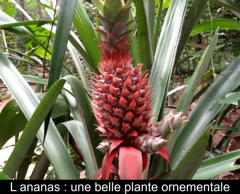 L'ananas : une belle plante ornementale