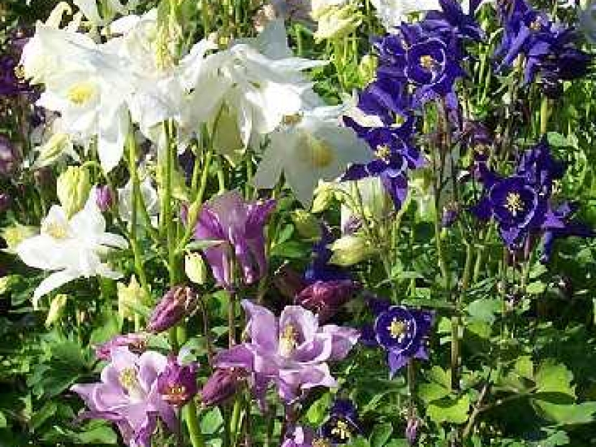 L'ancolie : une belle floraison colorée L'ancolie : une belle floraison colorée