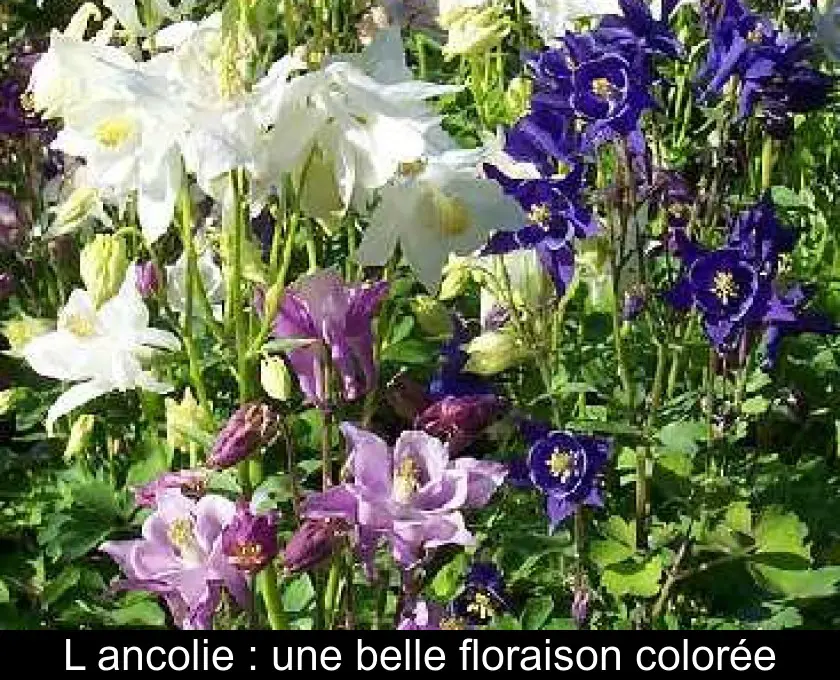 L'ancolie : une belle floraison colorée