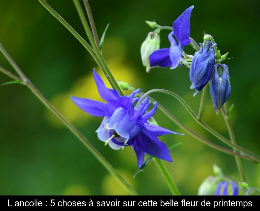 L'ancolie : une belle floraison colorée