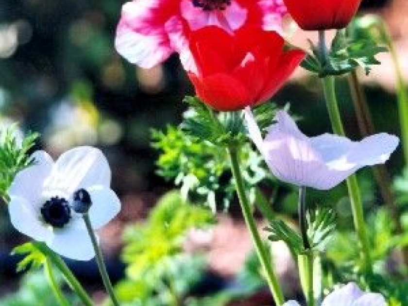 L'anémone des fleuristes : une fleur printanière L'anémone des fleuristes : une fleur printanière