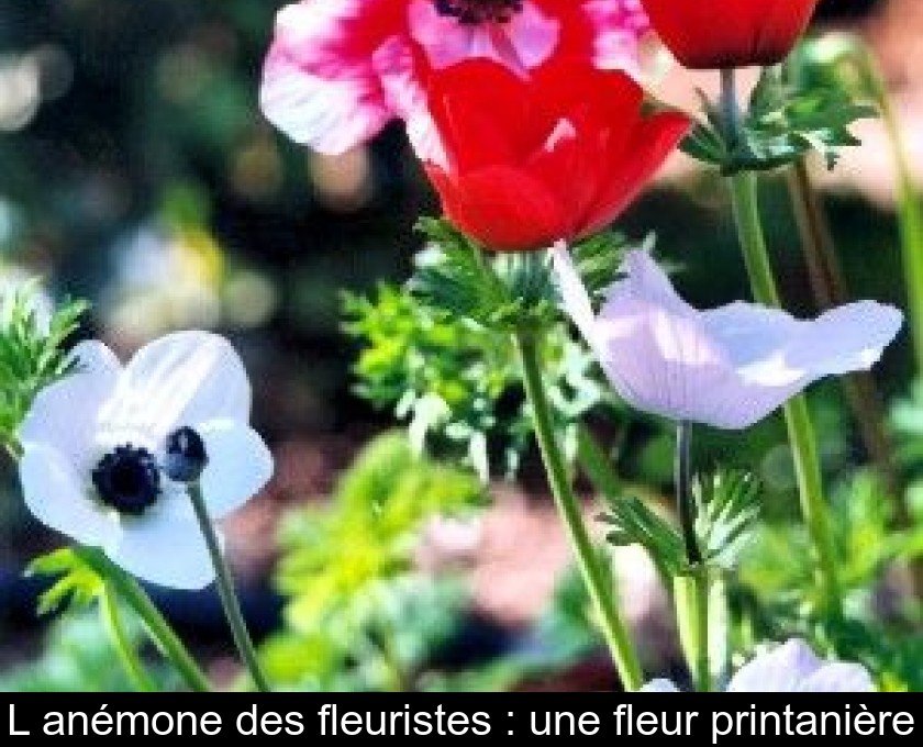 L'anémone des fleuristes : une fleur printanière L'anémone des fleuristes : une fleur printanière