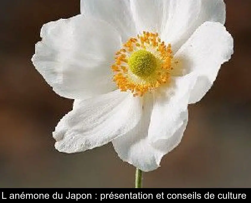 L'anémone du Japon : présentation et conseils de culture 