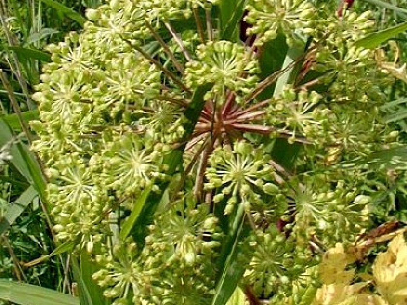 L'angélique : une plante aux multiples usages L'angélique : une plante aux multiples usages