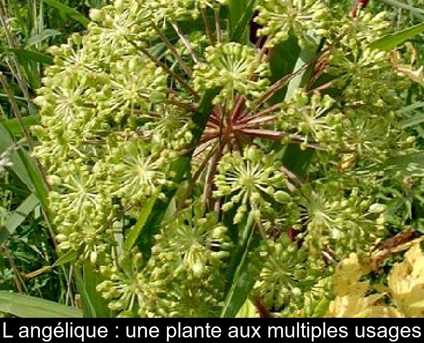 L'angélique : une plante aux multiples usages L'angélique : une plante aux multiples usages