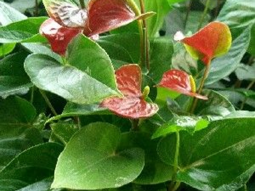 L'anthurium : une belle plante décorative L'anthurium : une belle plante décorative