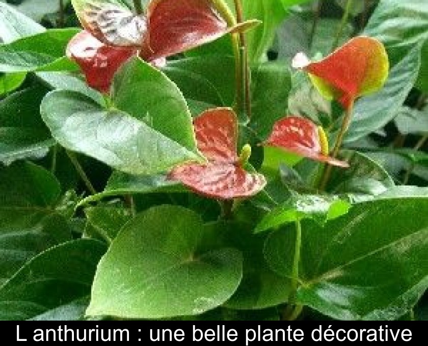 L'anthurium : une belle plante décorative L'anthurium : une belle plante décorative