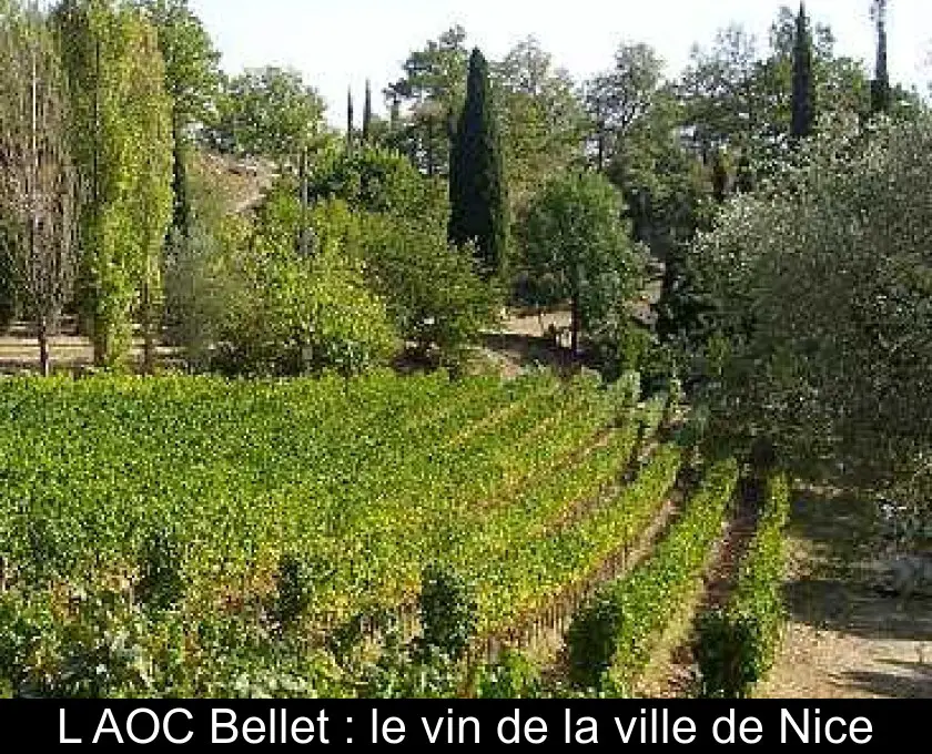 L'AOC Bellet : le vin de la ville de Nice