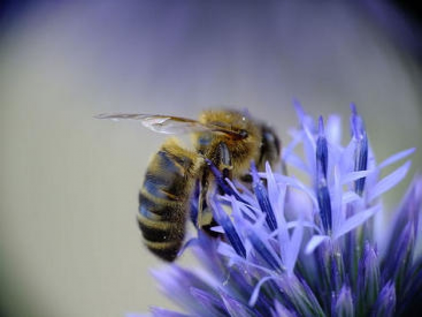 L'apithérapie : se soigner grâce aux abeilles L'apithérapie : se soigner grâce aux abeilles