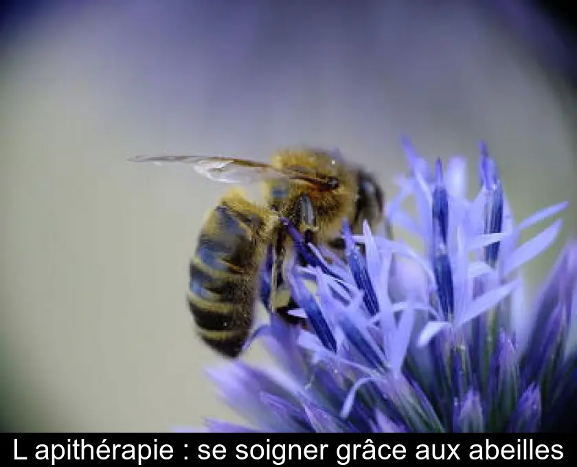 L'apithérapie : se soigner grâce aux abeilles