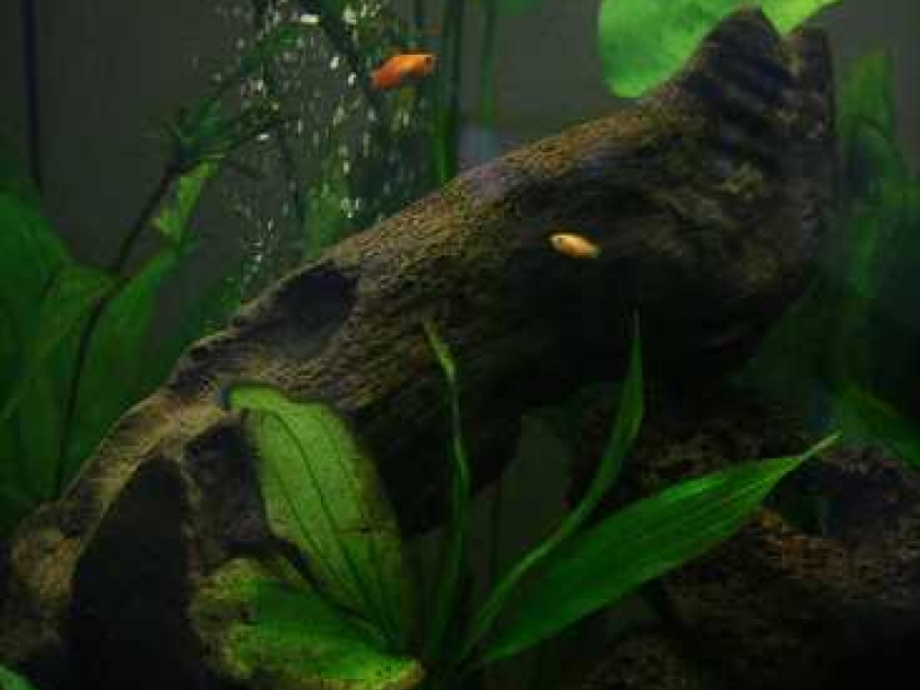 L'Aquariophilie : La passion des plantes aquatiques et des poissons. L'Aquariophilie : La passion des plantes aquatiques et des poissons.