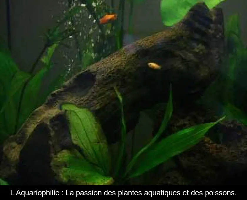 L'Aquariophilie : La passion des plantes aquatiques et des poissons.