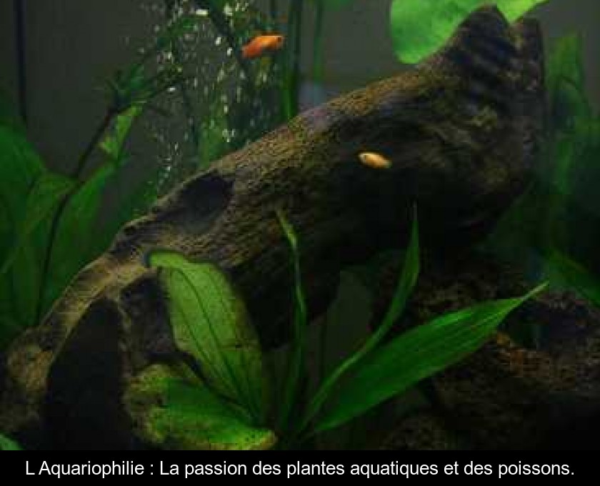 L'Aquariophilie : La passion des plantes aquatiques et des poissons.