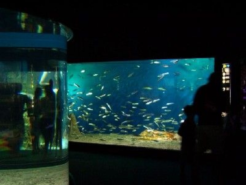L'aquarium de La Rochelle : une plongée dans le monde sous-marin L'aquarium de La Rochelle : une plongée dans le monde sous-marin