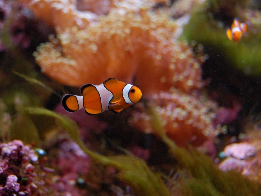 L'Aquarium Tropical de Paris : un lieu à redécouvrir L'Aquarium Tropical de Paris : un lieu à redécouvrir