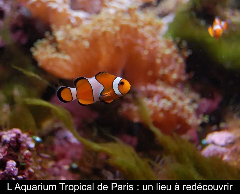 L'Aquarium Tropical de Paris : un lieu à redécouvrir