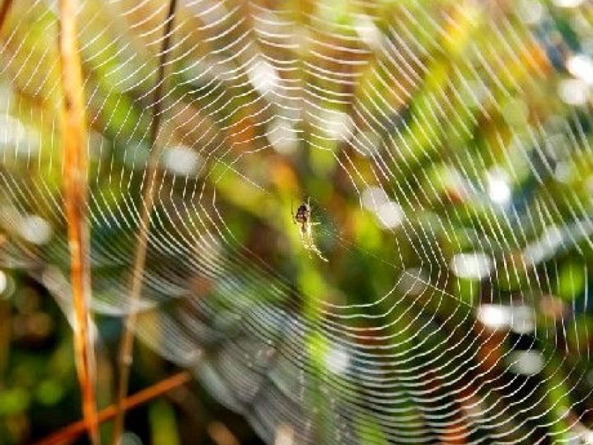 L'arachnophobie : causes et solutions L'arachnophobie : causes et solutions
