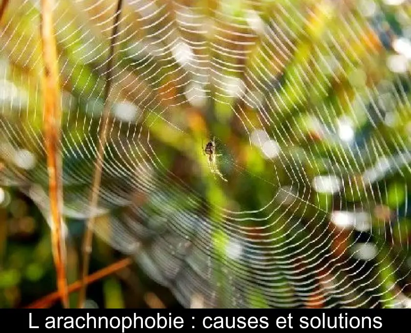 L'arachnophobie : causes et solutions
