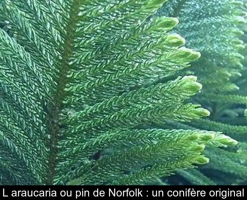 L'araucaria ou pin de Norfolk : un conifère original