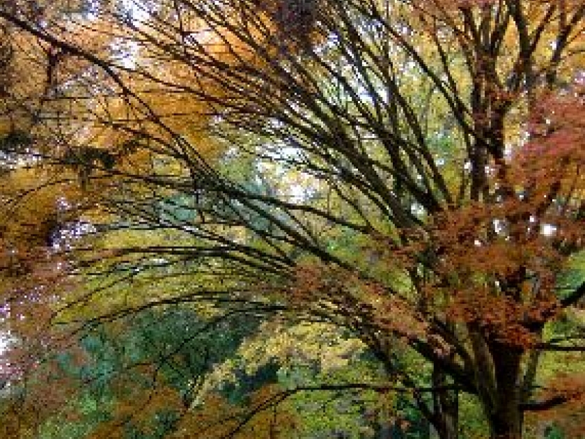 L'arboretum des Barres : un lieu enchanteur L'arboretum des Barres : un lieu enchanteur